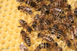 Bienen und Brut